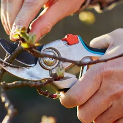 Kuidas viljapuid õigesti lõigata? Vaata videot