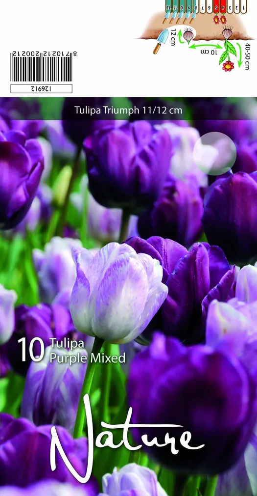 LILLESIBUL TULP TRIUMPH LILLA SEGU 10TK PAKIS