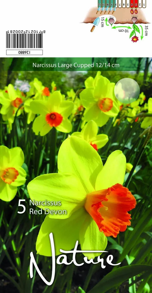 LILLESIBUL NARTSISS RED DEVON 5TK PAKIS