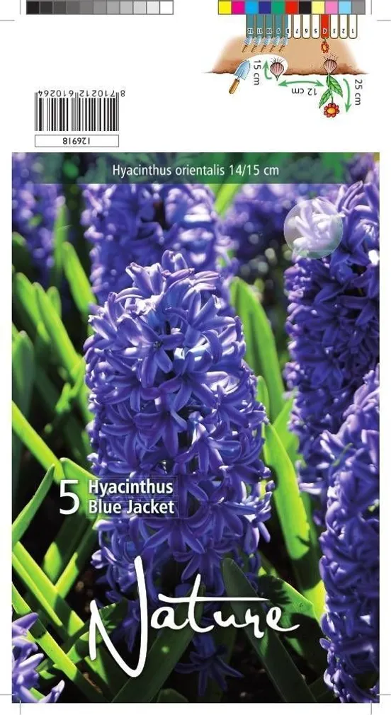 LILLESIBUL HÜATSINT BLUE JACKET 5TK PAKIS