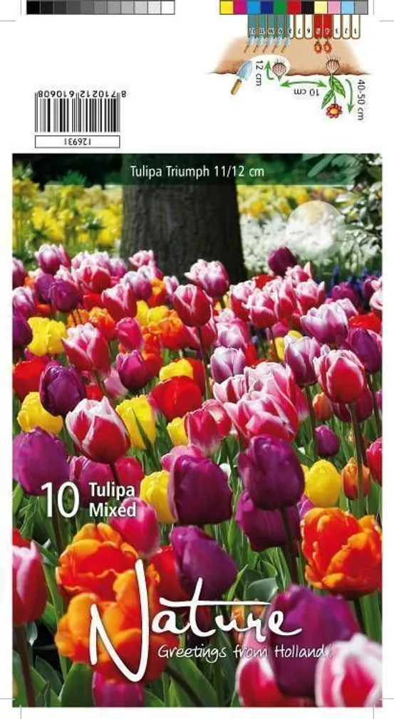 LILLESIBUL TULP TRIUMPH MIX 10TK PAKIS
