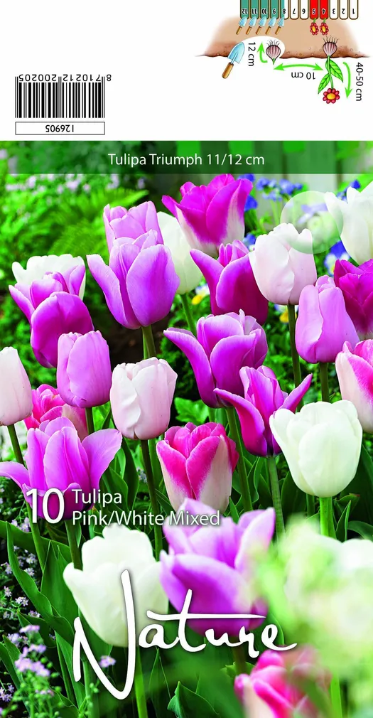 LILLESIBUL TULP TRIUMPH PINK MIX 10TK PAKIS