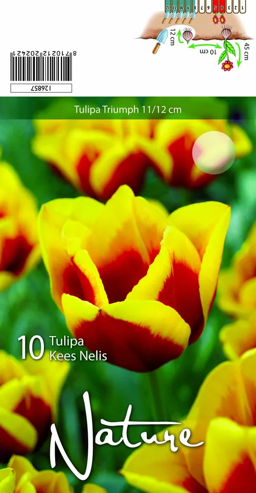 LILLESIBUL TULP TRIUMPH KEES NELIS 10TK PAKIS