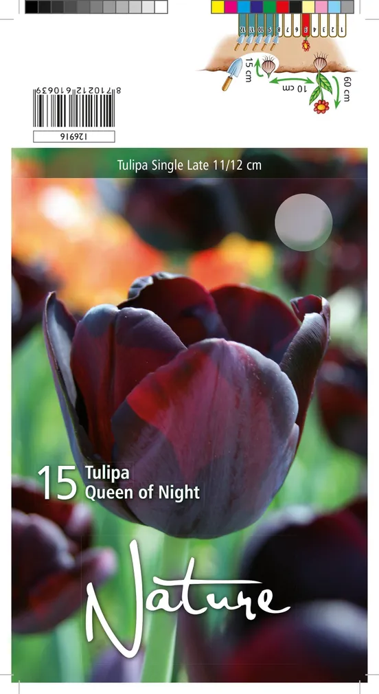 LILLESIBUL TULP SINGLE LATE QUEEN OF NIGHT 10TK PAKIS