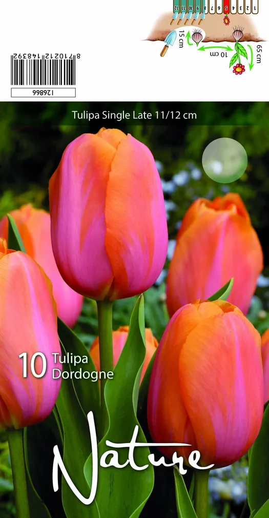 LILLESIBUL TULP LATE DORDOGNE 10TK PAKIS