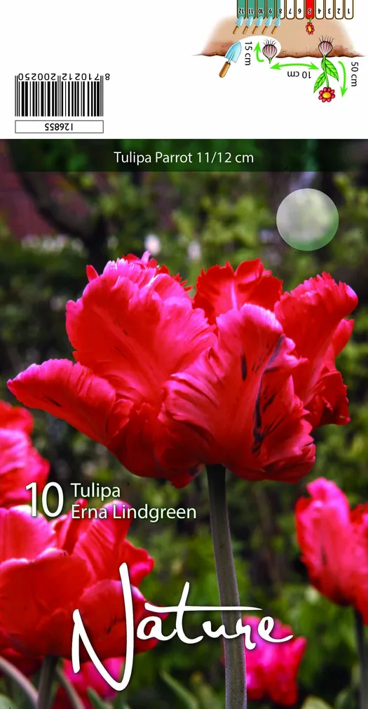 LILLESIBUL TULP PARROT ERNA LINDGREEN 10TK PAKIS