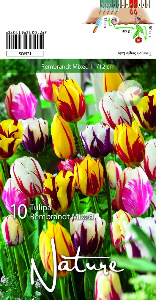 LILLESIBUL TULP REMBR. MIXED 10TK PAKIS
