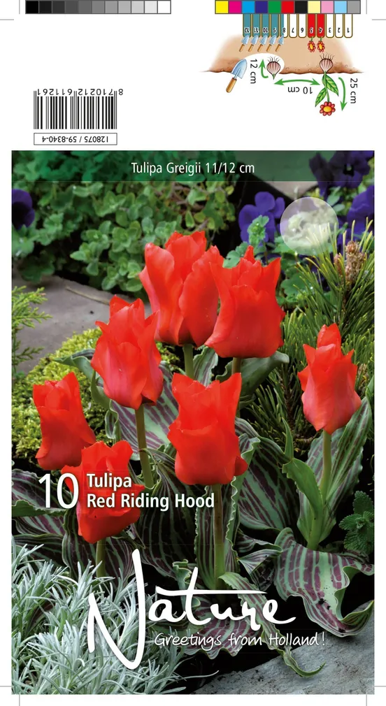 LILLESIBUL TULP GREIGII RED RIDING HOOD 10TK PAKIS