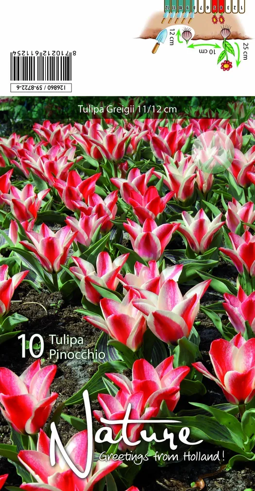LILLESIBUL TULP GREIGII PINOCCHIO 10TK PAKIS