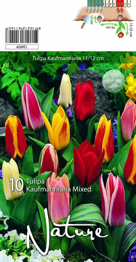 LILLESIBUL TULP KAUFM MIXED 10TK PAKIS