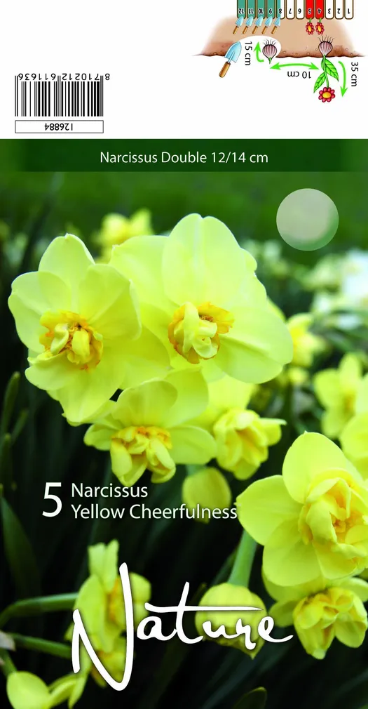 LILLESIBUL NARTSISS YELLOW CHEERFULNESS 5TK PAKIS