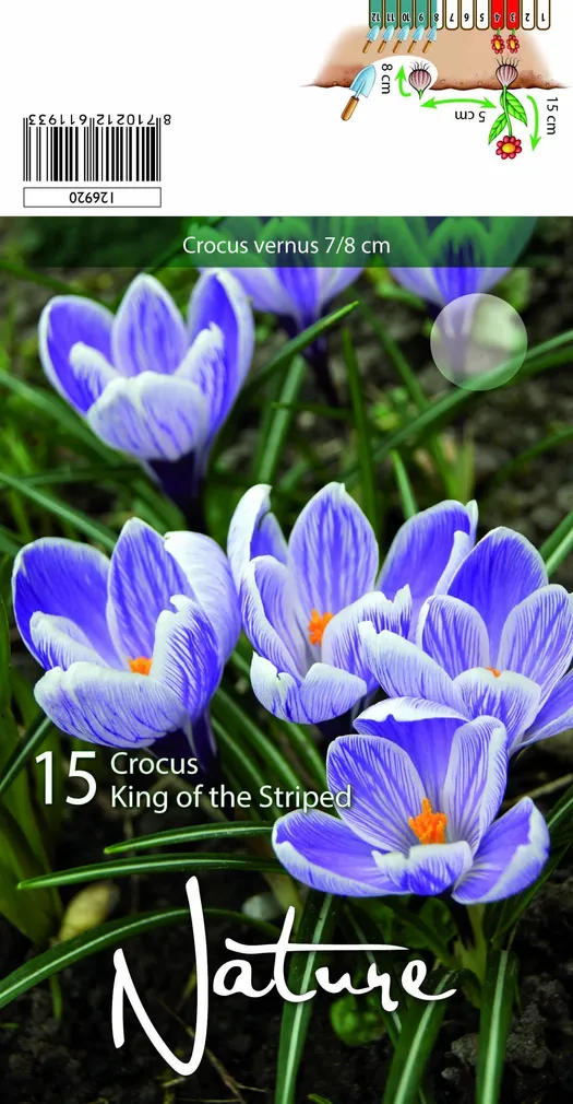 LILLESIBUL KROOKUS KING OF THE STRIPED 20TK PAKIS