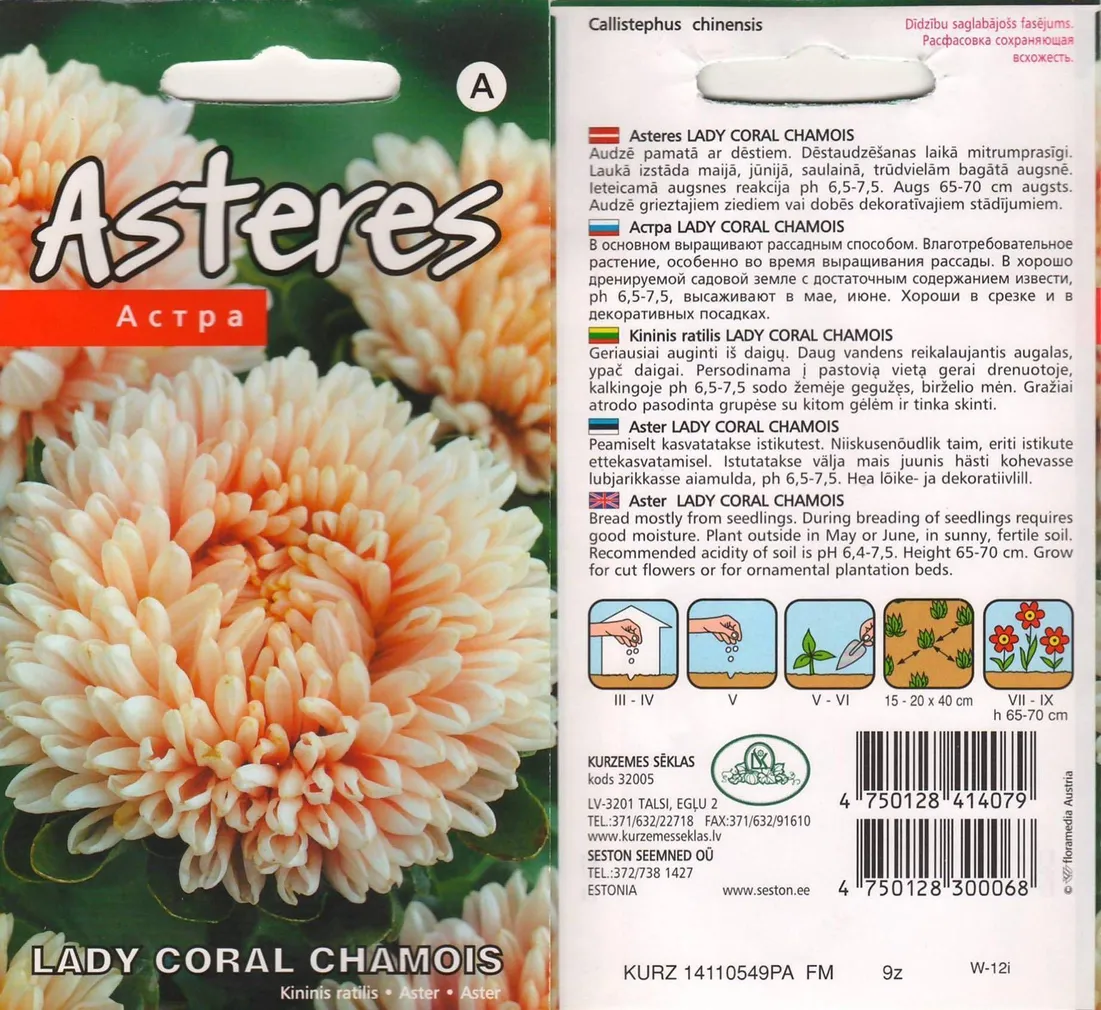 SEEMNED KURZEMES SEKLAS ASTER "LADY CORAL CHAMOIS"