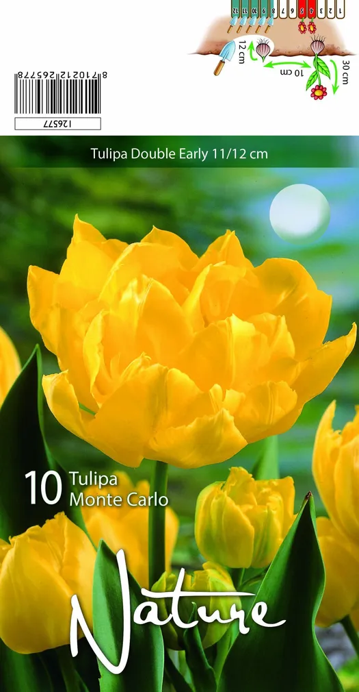 LILLESIBUL TULP  DOUBLE EARLY MONTE CARLO 10TK PAKIS