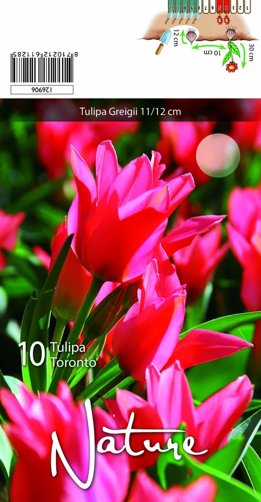 LILLESIBUL TULP GREIGII TORONTO 10TK PAKIS