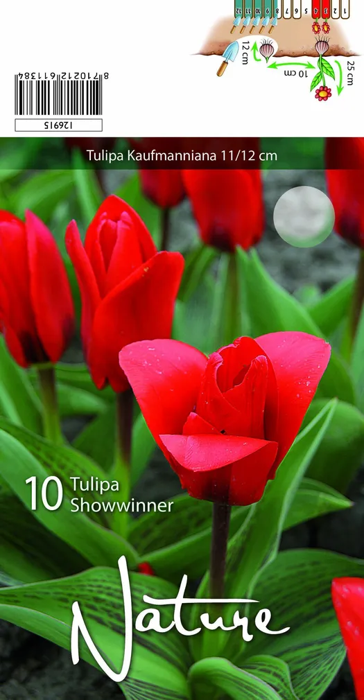 LILLESIBUL TULP KAUFM. SHOWWINNER 10TK PAKIS