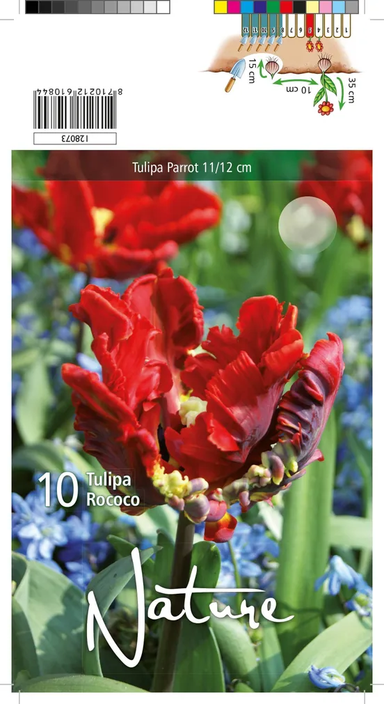 LILLESIBUL TULP PARROT ROCOCO 10TK PAKIS