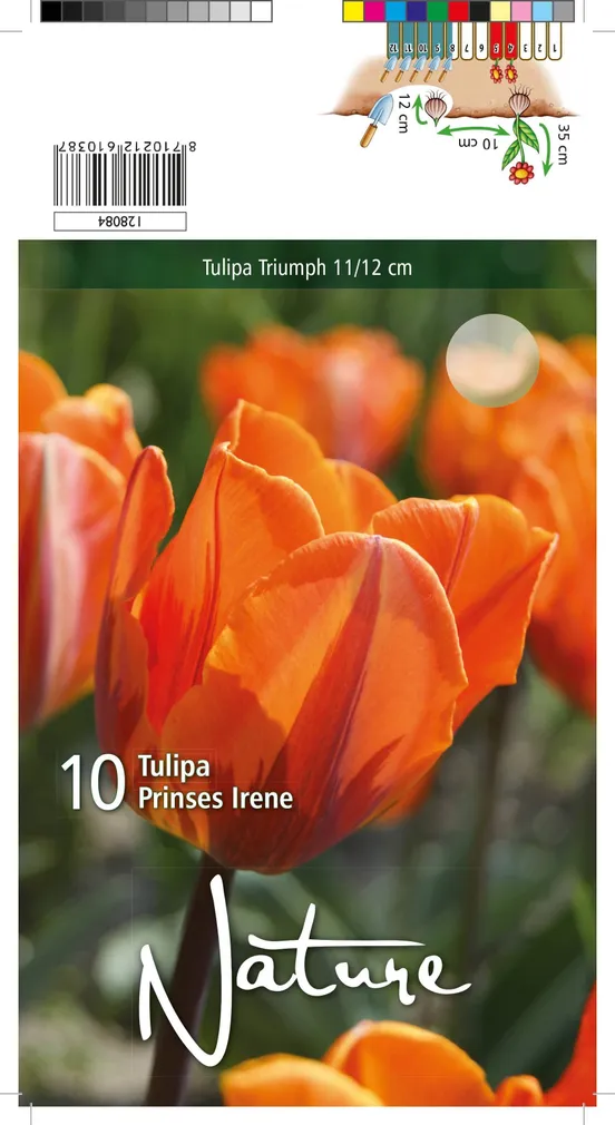 LILLESIBUL TULP TRT PRINSES IRENE 10TK PAKIS