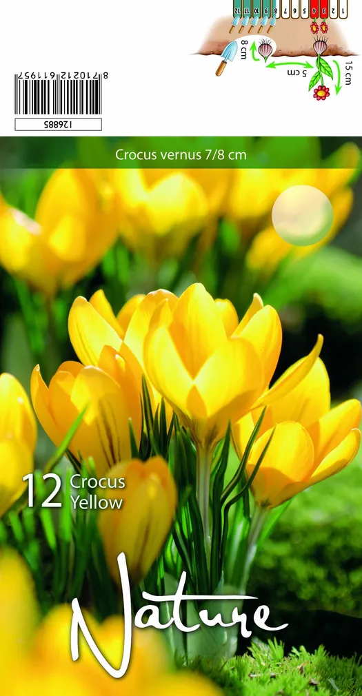 LILLESIBUL KROOKUS YELLOW MAMMOUTH 12TK PAKIS
