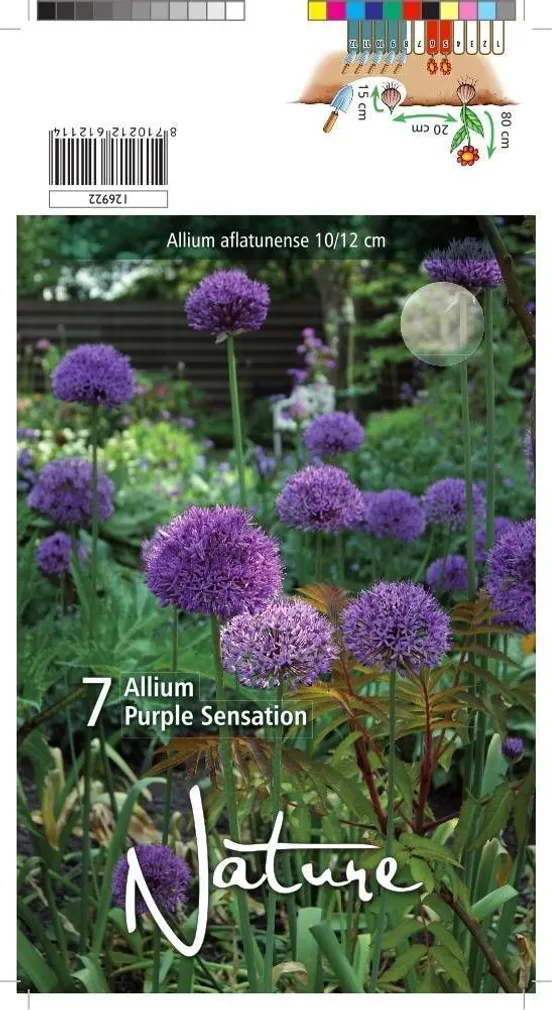 LILLESIBUL LAUK PURPLE SENSATION 7TK PAKIS