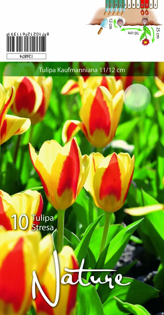 LILLESIBUL TULP KAUFMANNIANA STRESA 10TK PAKIS