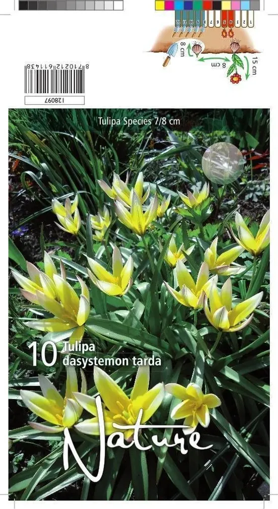LILLESIBUL TULP BOTANICAL TARDA DASYSTEM 10TK PAKIS