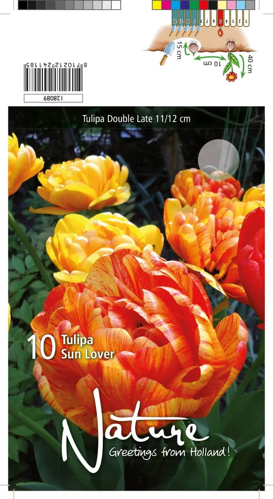 LILLESIBUL TULP DOUBLE LATE SUN LOVER 10TK PAKIS