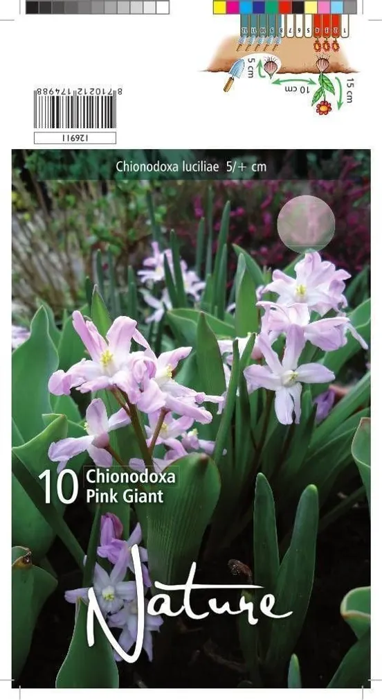 LILLESIBUL KIRGASLILL PINK GIANT 10TK PAKIS