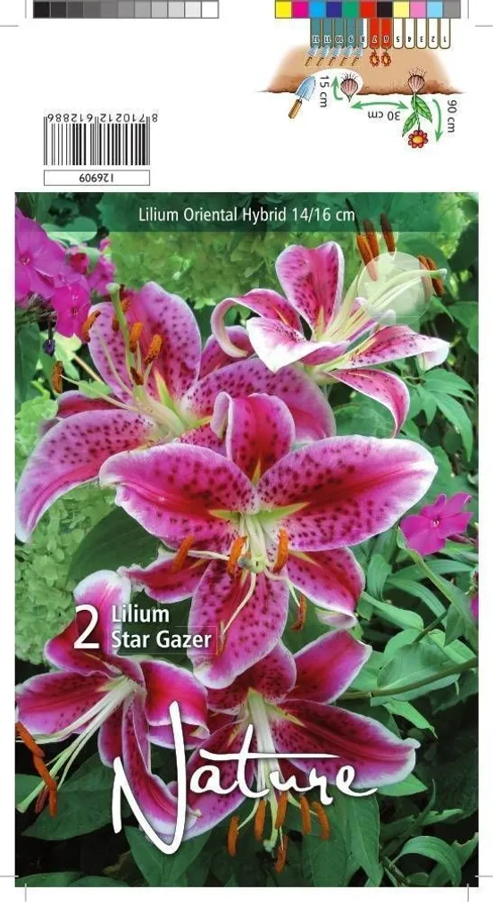 LILLESIBUL LIILIA STAR GAZER 2TK PAKIS