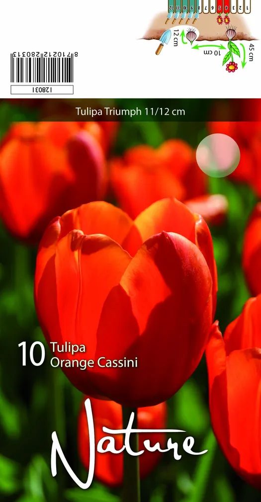 LILLESIBUL TULP ORANGE CASSINI 10TK