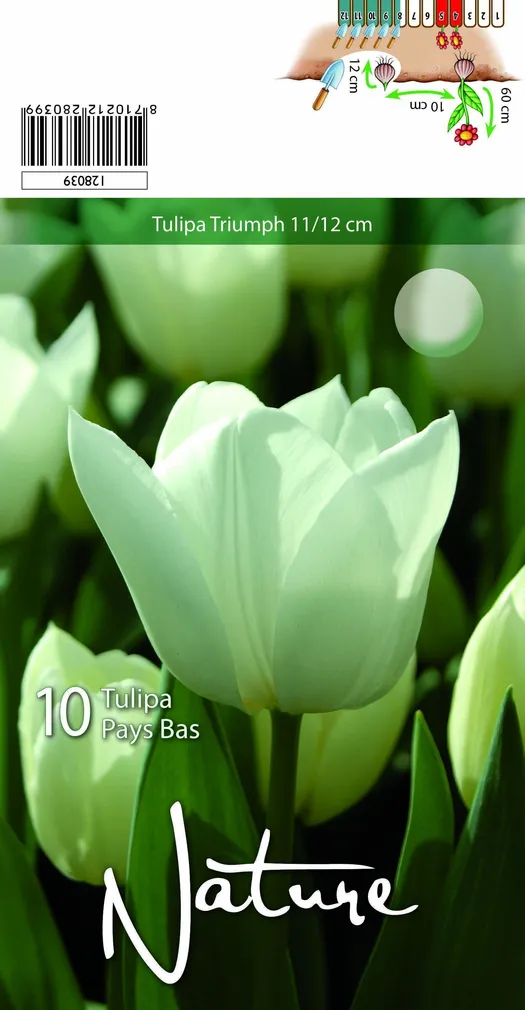 LILLESIBUL TULP TRIUMPH PAYS BAS 10TK PAKIS