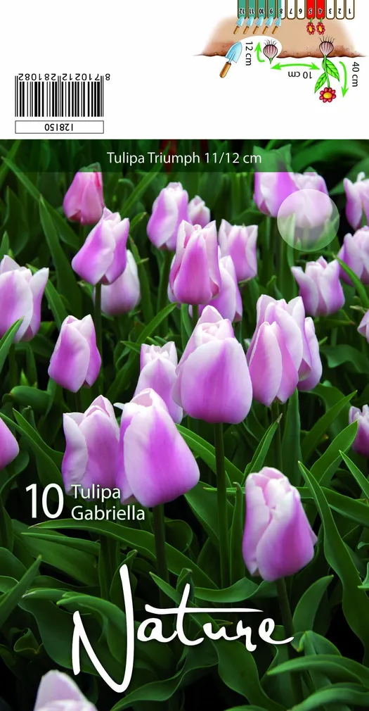 LILLESIBUL TULP TRIUMPH GABRIELLA 10TK PAKIS