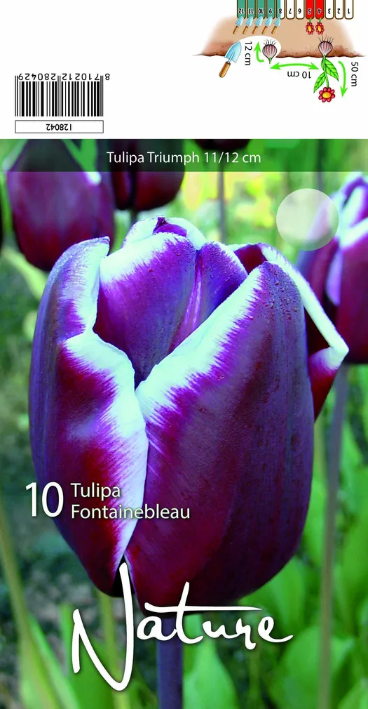 LILLESIBUL TULP TRIUMPH FONTAINEBLEAU 10TK PAKIS
