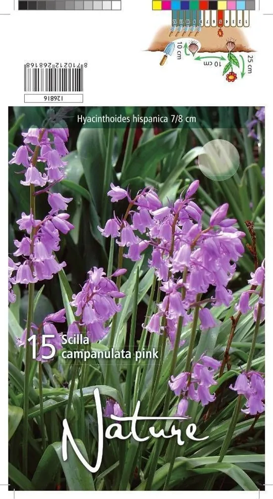 LILLESIBUL SINILIILIA CAMPANULATA 15TK PAKIS