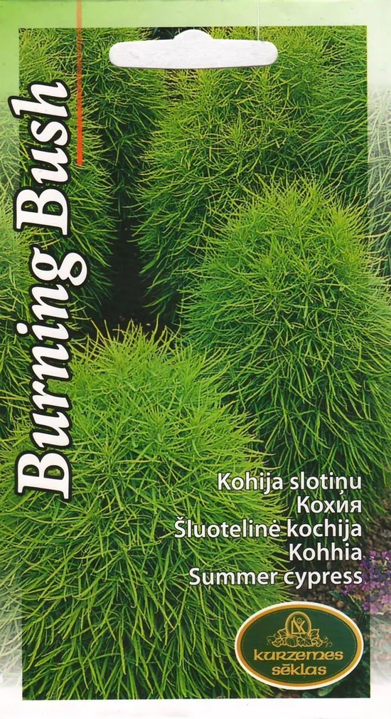 SEEMNED KURZEMES SEKLAS KOHHIA BURNING BUSH 1G