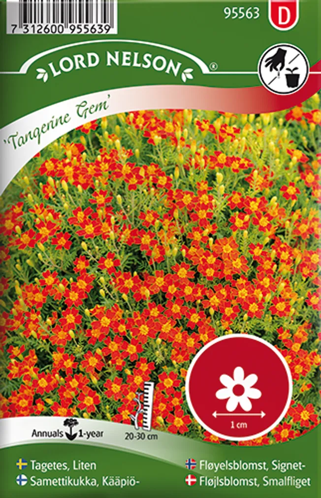 LILLESEEMNED VÄIKE PEIULILL "TANGERINE GEM" 4G/PK