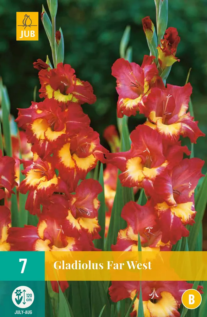 LILLESIBUL GLADIOOL FAR WEST 7TK