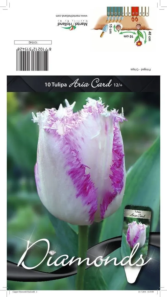 LILLESIBUL TULP CRISPA ARIA CARD 10TK PAKIS