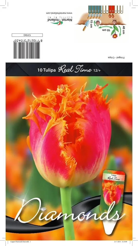 LILLESIBUL TULP CRISPA REAL TIME 10TK PAKIS