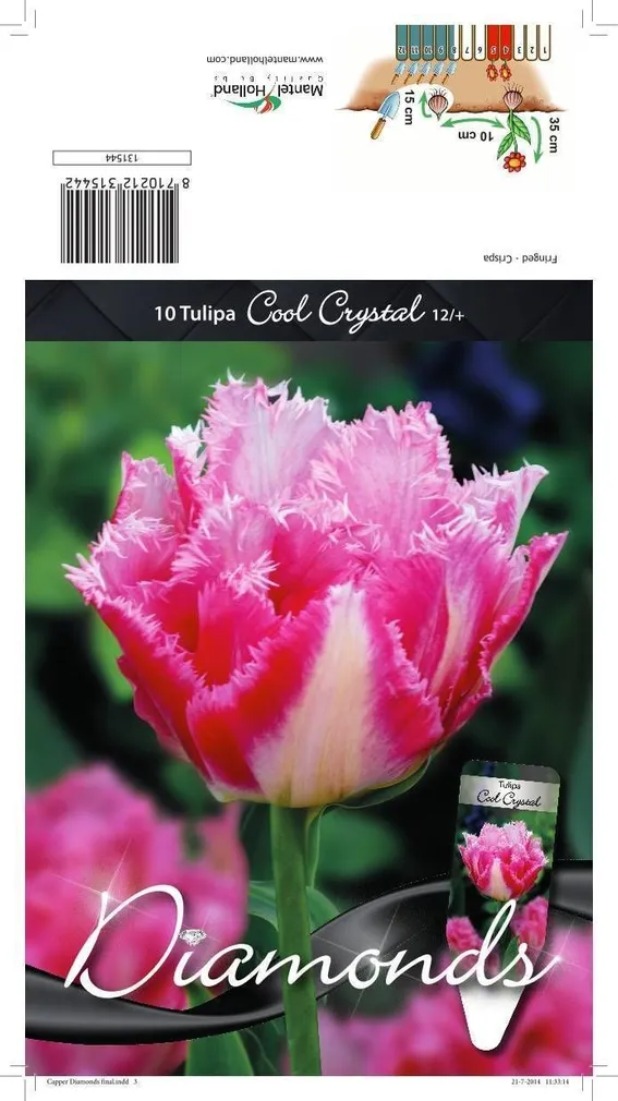 LILLESIBUL TULP CRISPA COOL CRYSTAL 10TK PAKIS