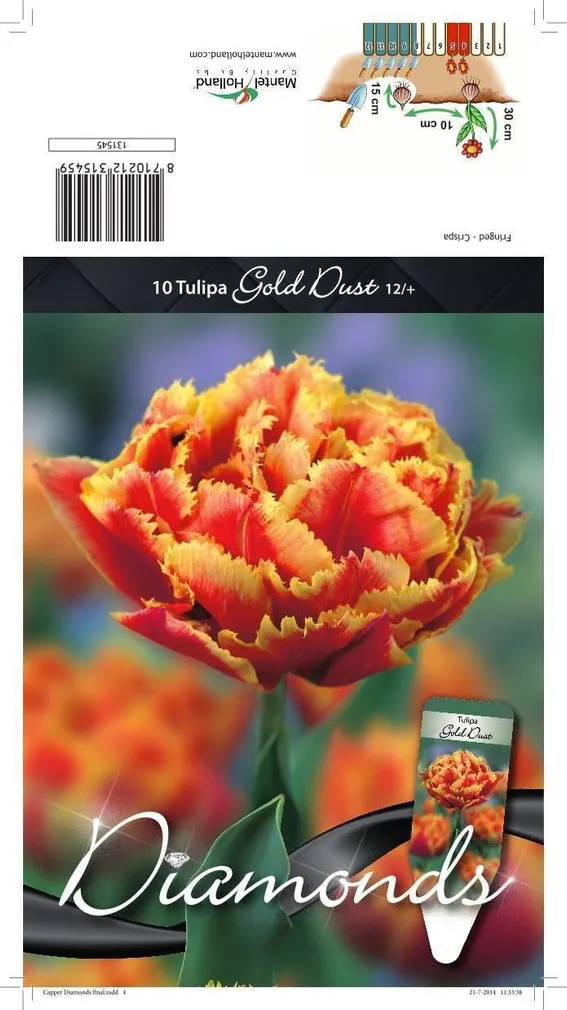 LILLESIBUL TULP CRISPA GOLD DUST 10TK PAKIS
