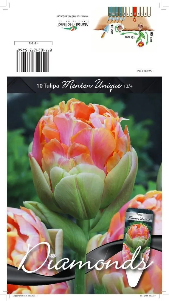 LILLESIBUL TULP DLT MENTON UNIQUE 10TK PAKIS
