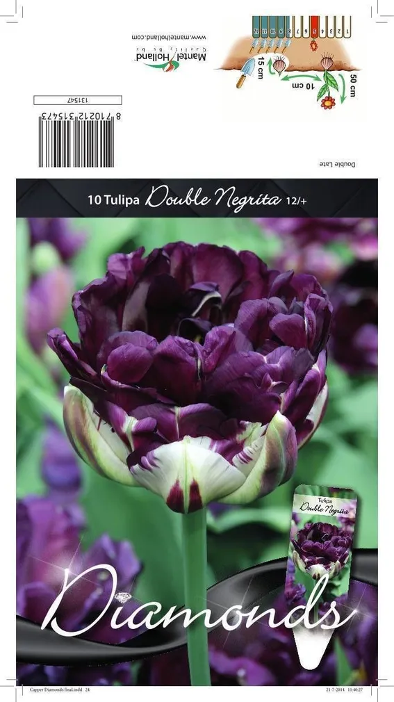 LILLESIBUL TULP DLT DOUBLE NEGRITA 10TK PAKIS