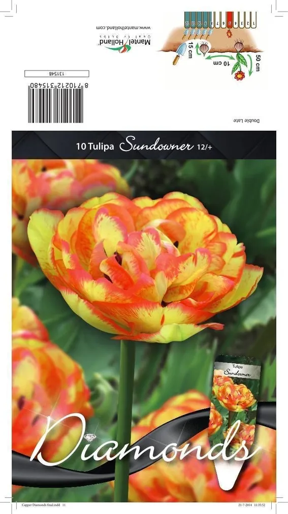 LILLESIBUL TULP DLT SUNDOWNER 10TK PAKIS