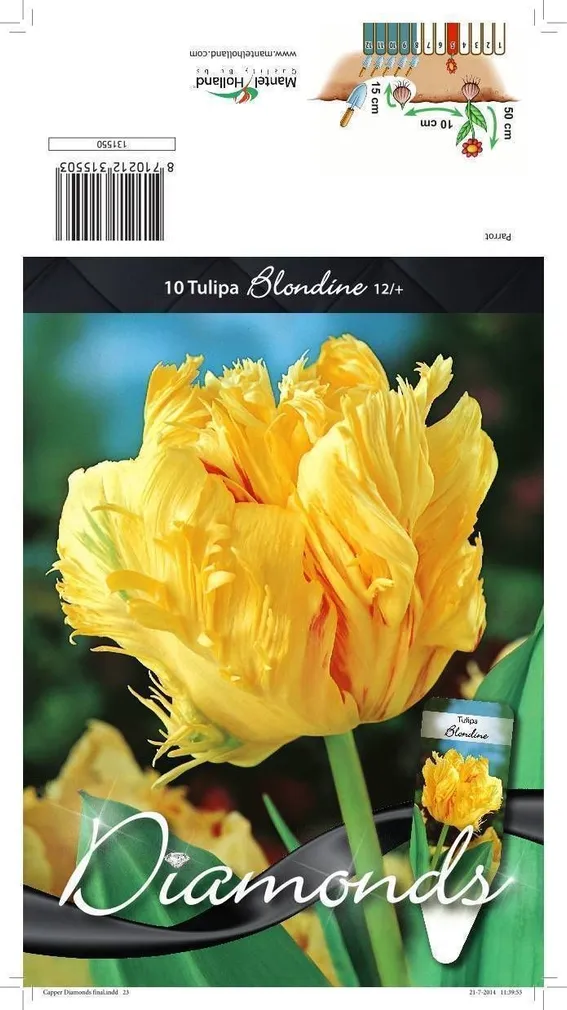 LILLESIBUL TULP PKT BLONDINE 10TK PAKIS