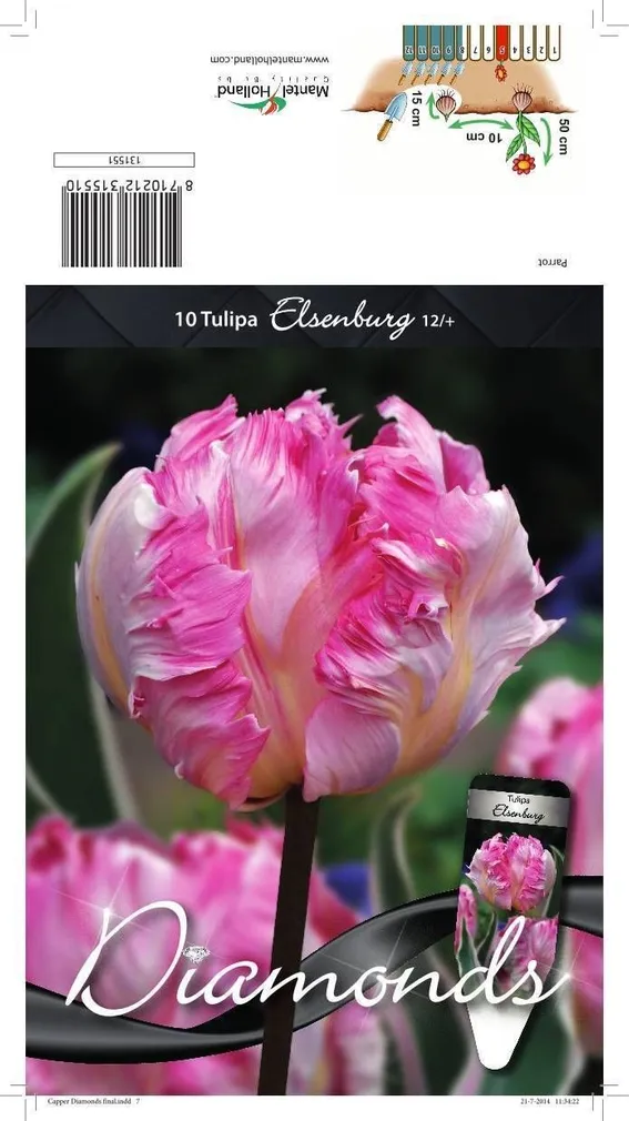 LILLESIBUL TULP PKT ELSENBURG 10TK PAKIS
