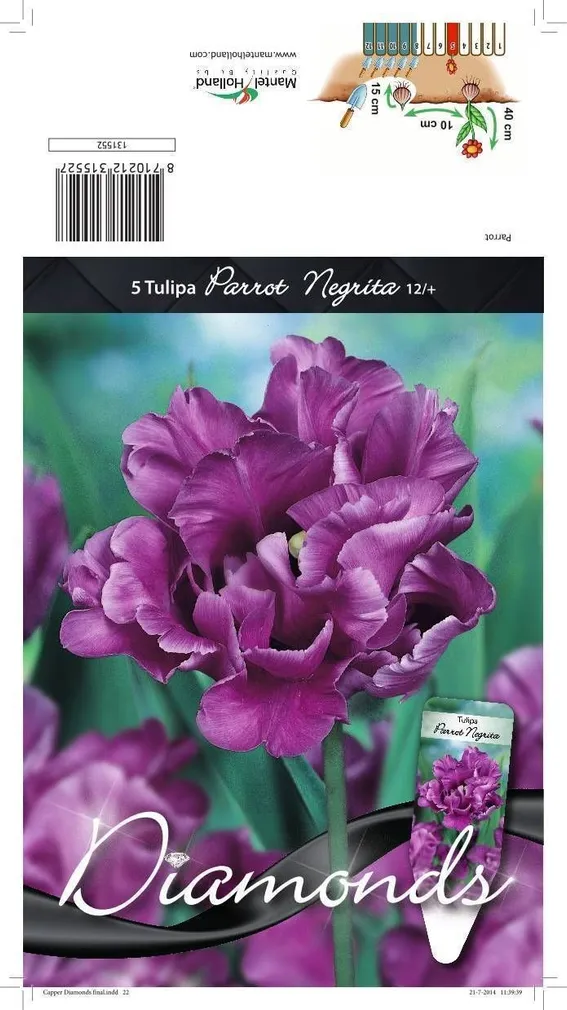 LILLESIBUL TULP PKT NEGRITA'S PARROT 5TK PAKIS