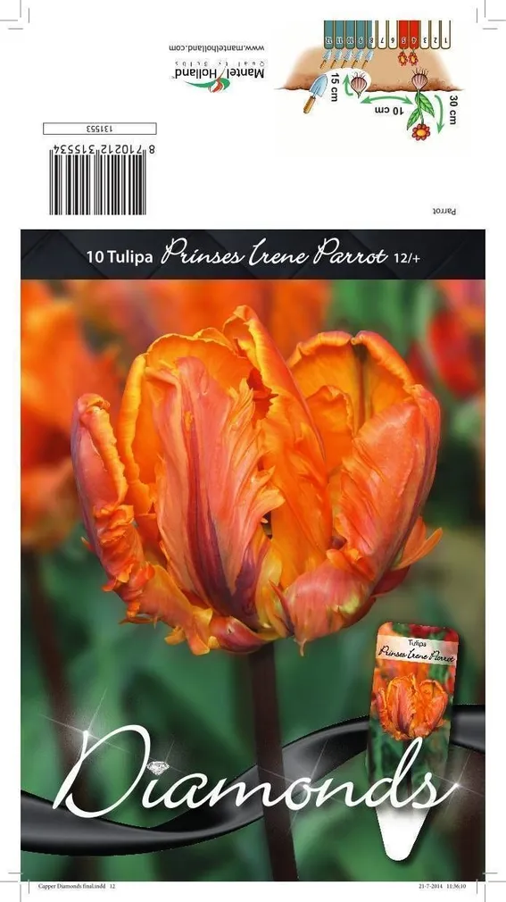LILLESIBUL TULP PKT PRINSES IRENE PARROT 10TK PAKIS