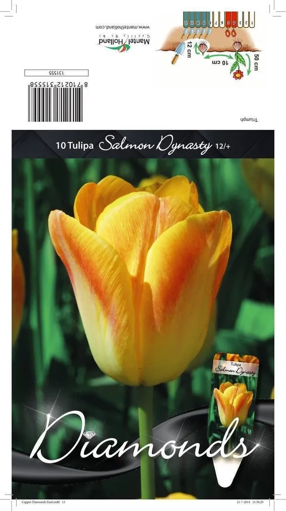 LILLESIBUL TULP TRT SALMON DYNASTY 10TK PAKIS