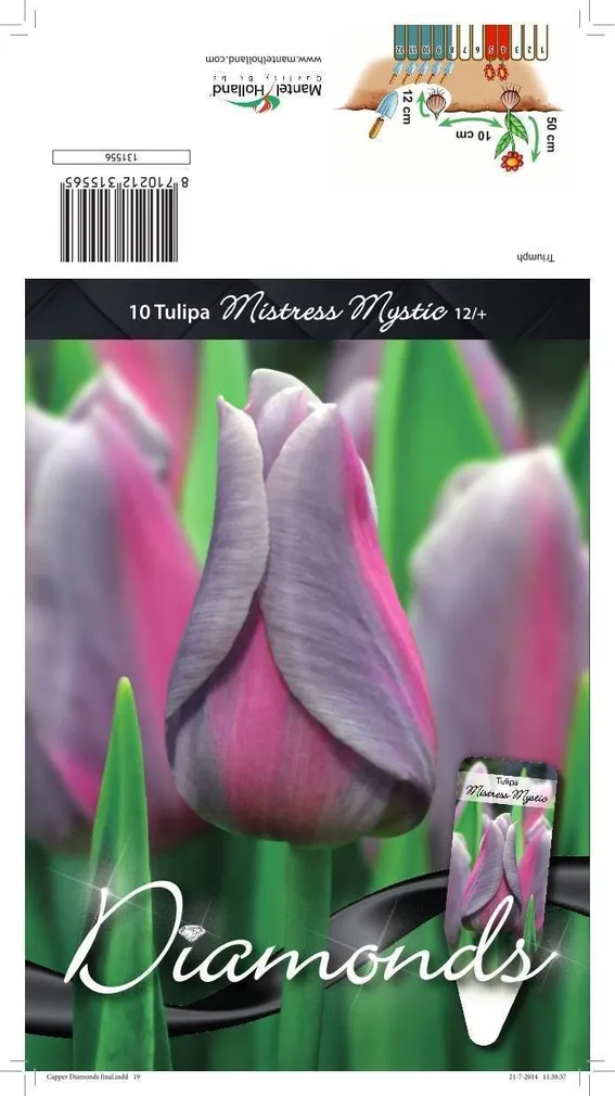 LILLESIBUL TULP TRT MISTRESS MYSTIC 10TK PAKIS